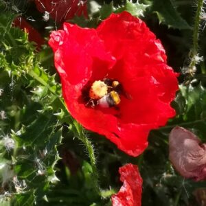 coquelicot