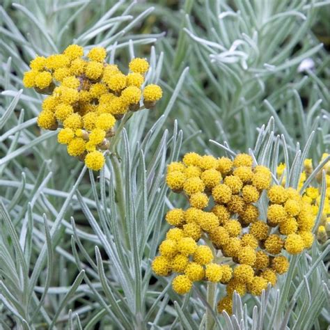 Hydrolat de Helychrise Italienne (l'Immortelle)