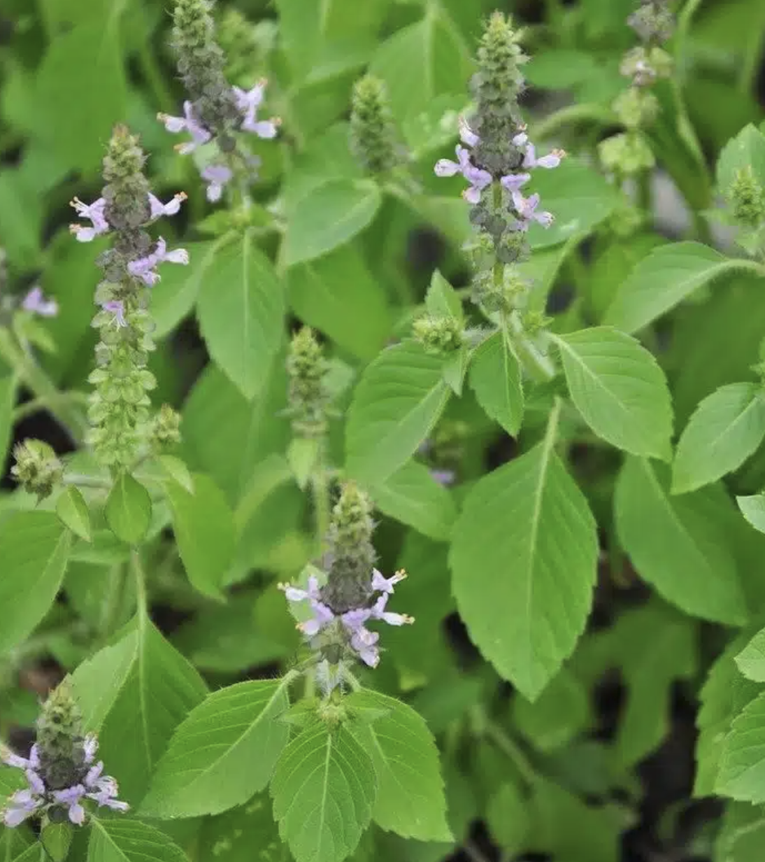 Hydrolat de Basilic Sacré - Tulsi