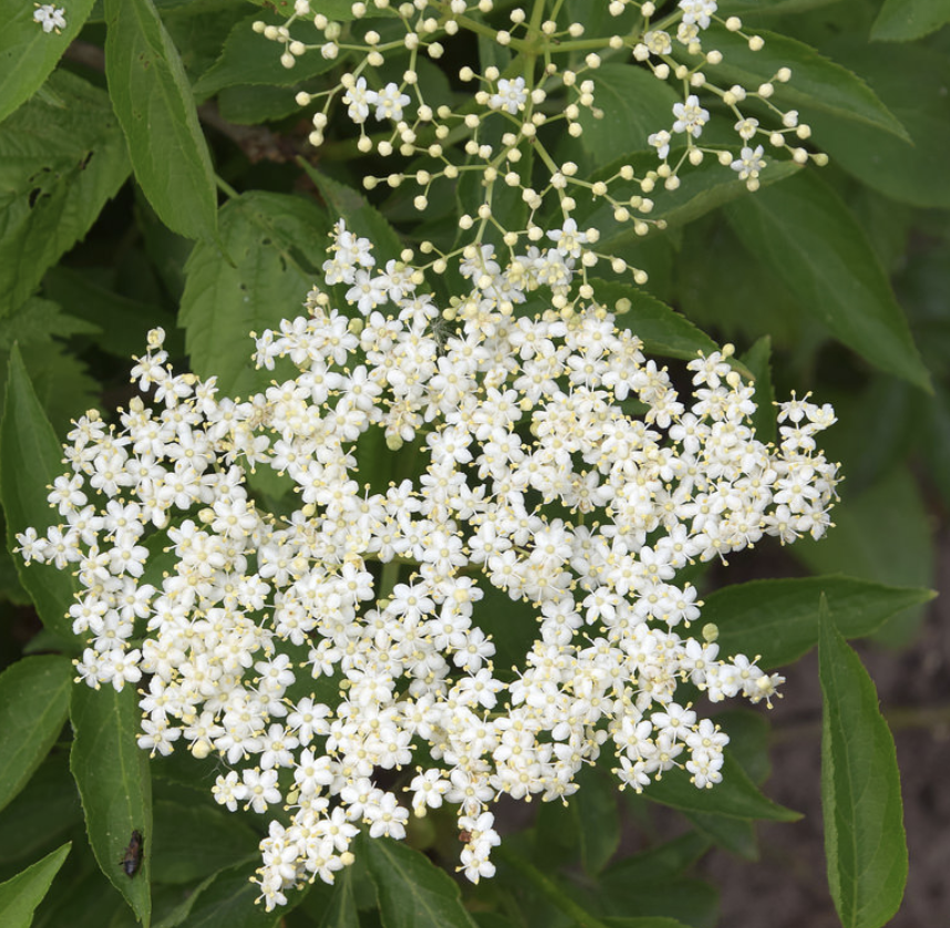 Sirop de Fleur de Sureau – Image 2